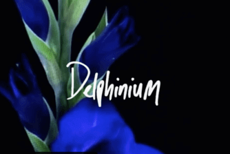 Blue Flowers - "Delphinium"