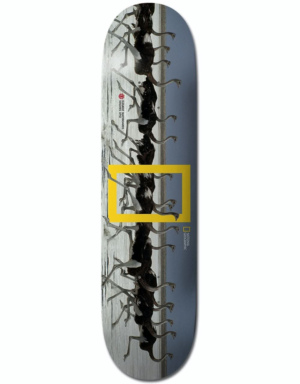 Element x National Geographic Madars Ostrich Skateboard Deck - 8.38"